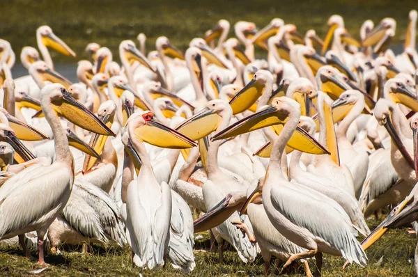 Pelikaner vid sjön — Stockfoto