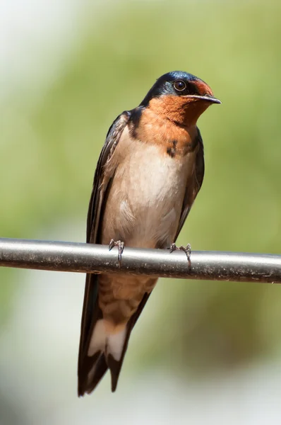 Red-Breasted Swallow on a Wire — Stock Photo, Image