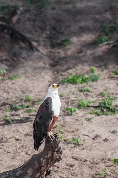 African Fish Eagle — Stock Photo, Image