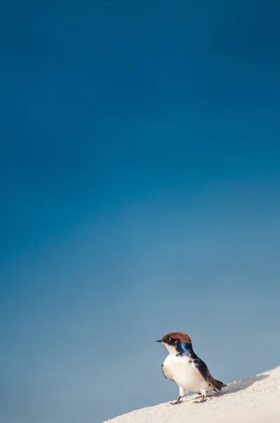 Swallow on the edge — Stock Photo, Image