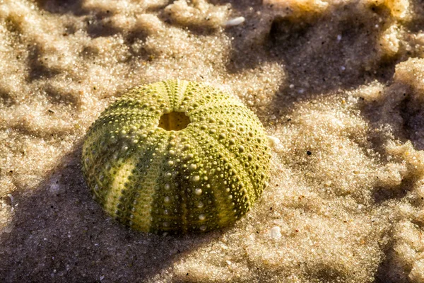 Erizo de mar en la playa — Foto de Stock