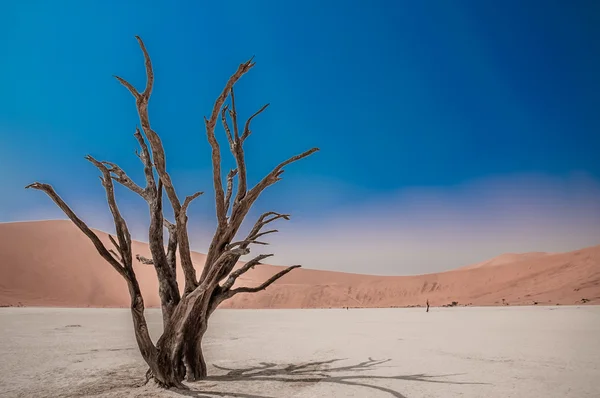 Desertscape — Stok fotoğraf