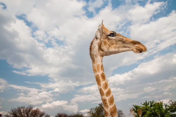 Betande sebra — Stockfoto