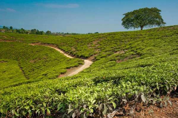 Boom in de theeplantages — Stockfoto