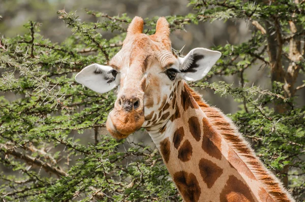 Žirafa jíst listy akátu — Stock fotografie