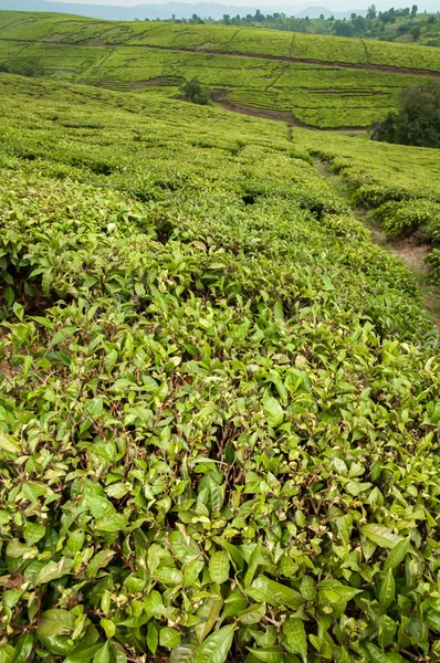 Teeplantagen — Stockfoto