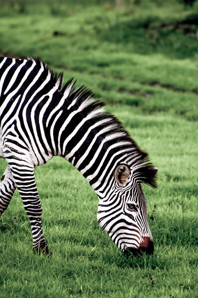 Zebra grazing on the lush green grass at Lake Nakuru National Park in Kenya