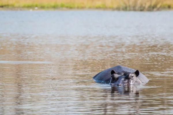 물위에 있는 하마 — 스톡 사진