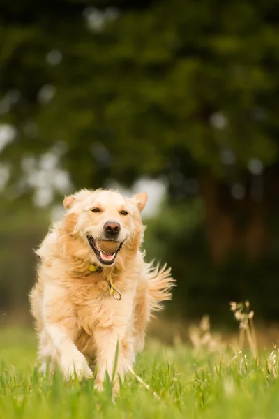 Den Ball holen — Stockfoto