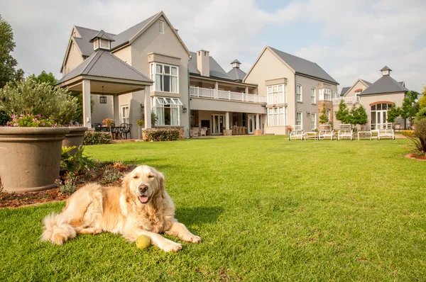 Golden Retriever Relaxante — Fotografia de Stock