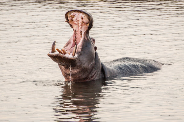 Yawning Hippo