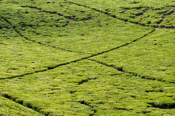 Plantação de chá — Fotografia de Stock