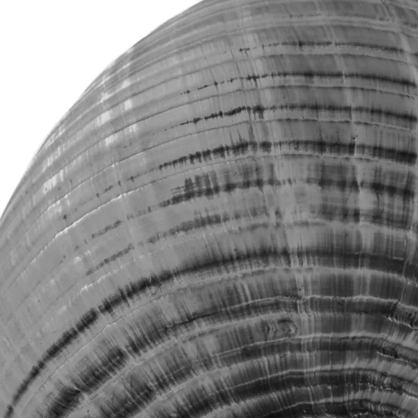 Abstract Sea Shell — Stock Photo, Image
