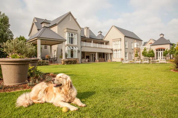 Golden Retriever com bola de tênis — Fotografia de Stock