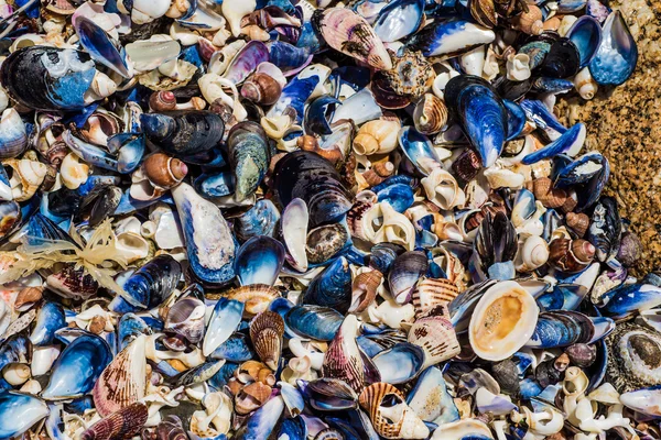 Conchas en las rocas — Foto de Stock