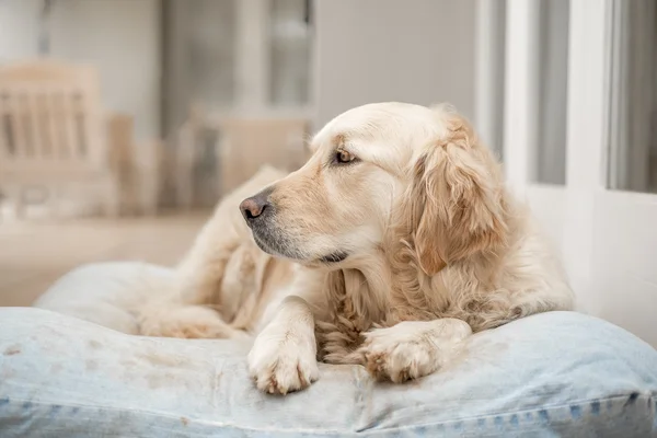 Golden Retriever Descanso — Foto de Stock