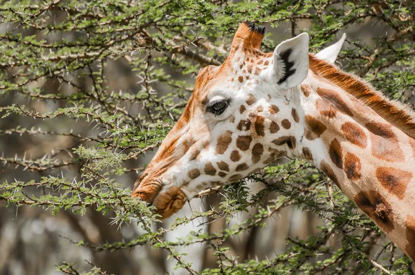 Acacia lämnar för mat — Stockfoto