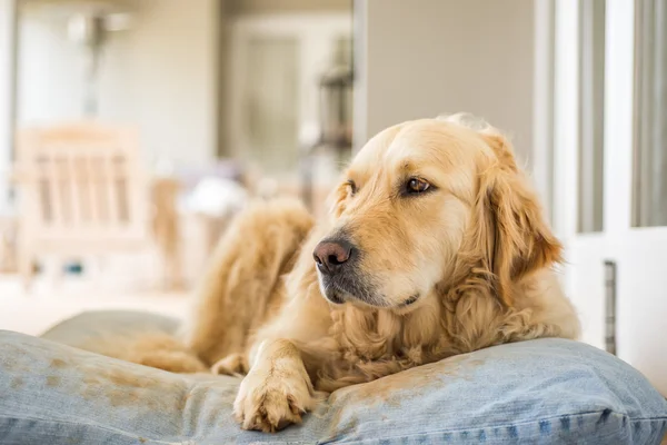 Golden Retriever Repos — Photo