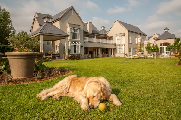 Golden Retriever Relaxante — Fotografia de Stock