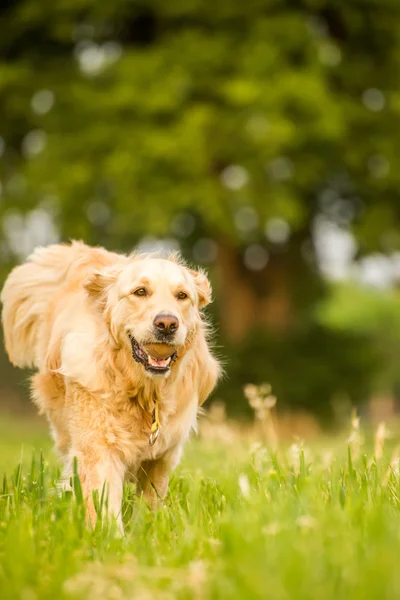 Hond met tennisbal — Stockfoto