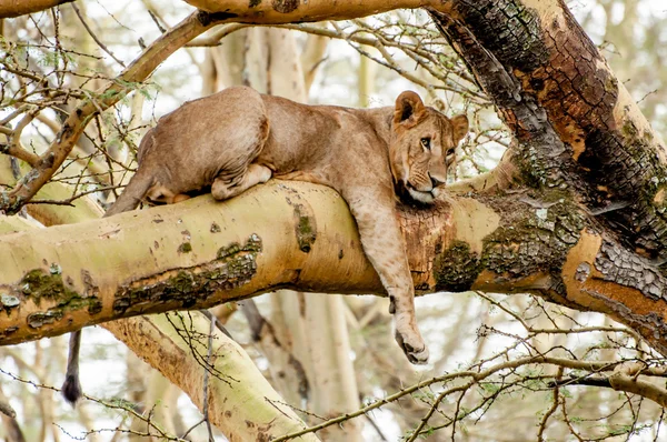 Lionness ağacında