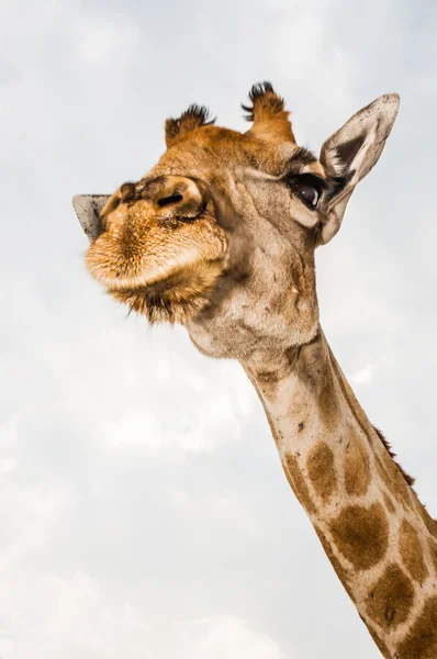 长长的脖子的长颈鹿 — 图库照片