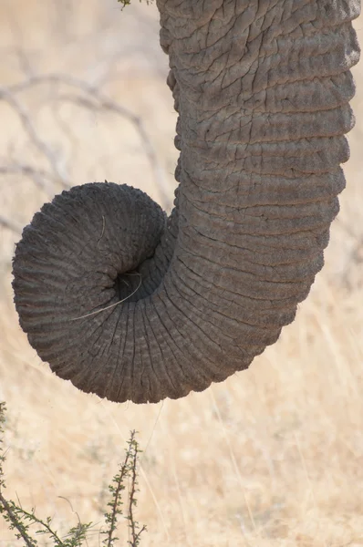 Tronco de elefante — Foto de Stock