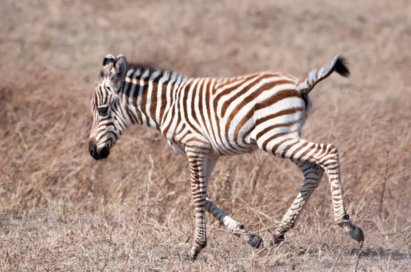 Zebra bebé — Fotografia de Stock