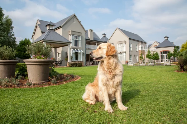 golden retriever oturuyordu