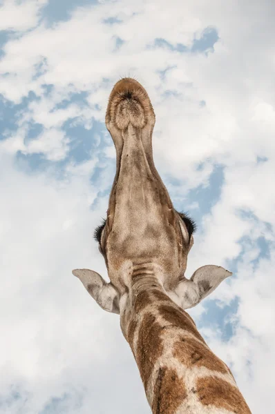 Jirafa arriba — Foto de Stock