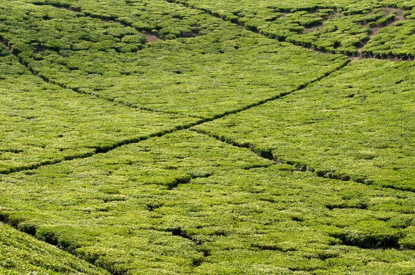 Чайные поля — стоковое фото