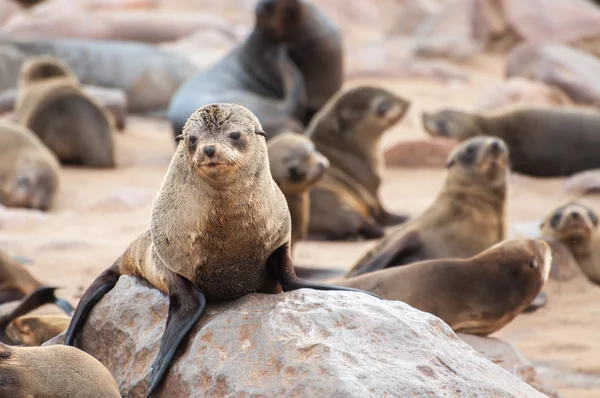 Sellos de piel de Cabo — Foto de Stock