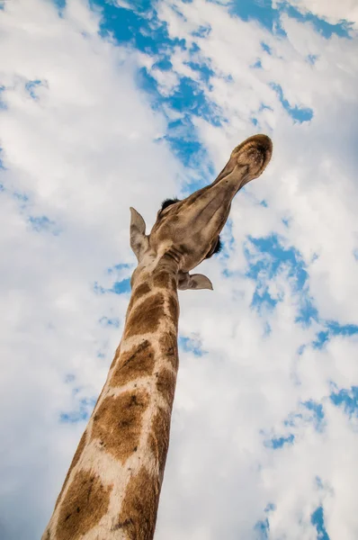 Szyja żyrafy — Zdjęcie stockowe
