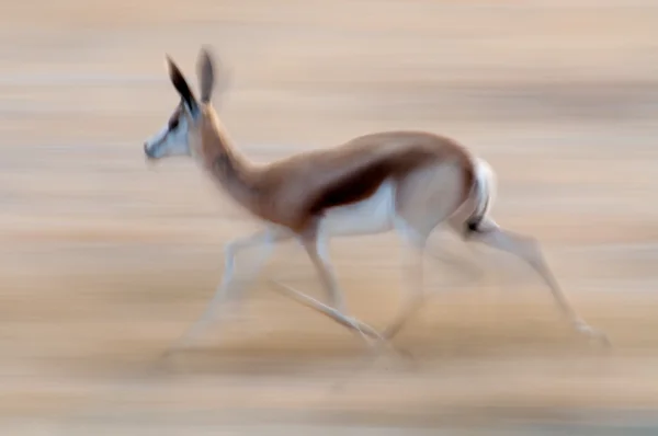 Springbocklauf — Stockfoto