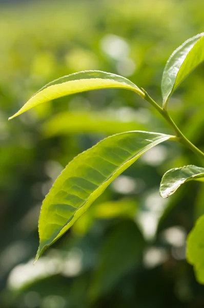 Folhas de uma planta de chá — Fotografia de Stock