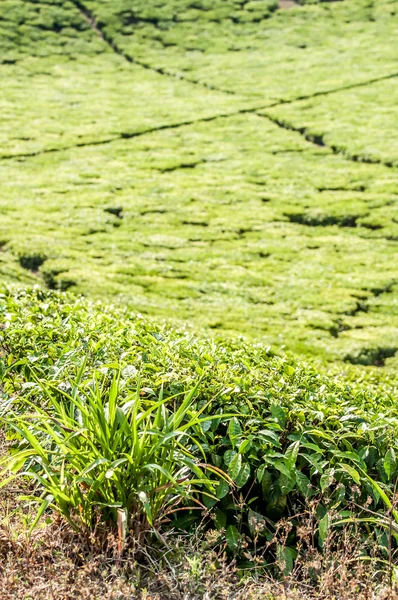 Lemongrass Bush — Stock Photo, Image