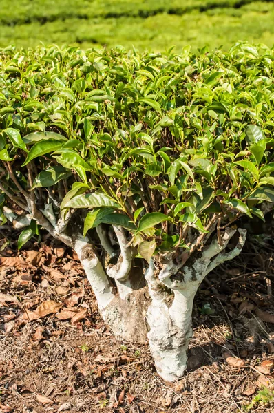 Tea Plant — Stock Photo, Image