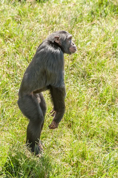 Chimangee Jumping — Stock Photo, Image