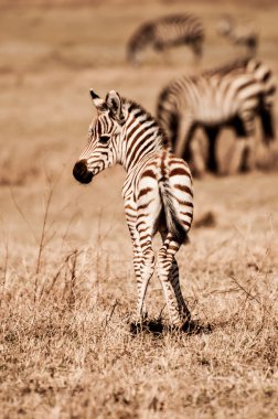 Zebra Foal clipart
