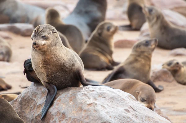 Sellos de piel de Cabo — Foto de Stock