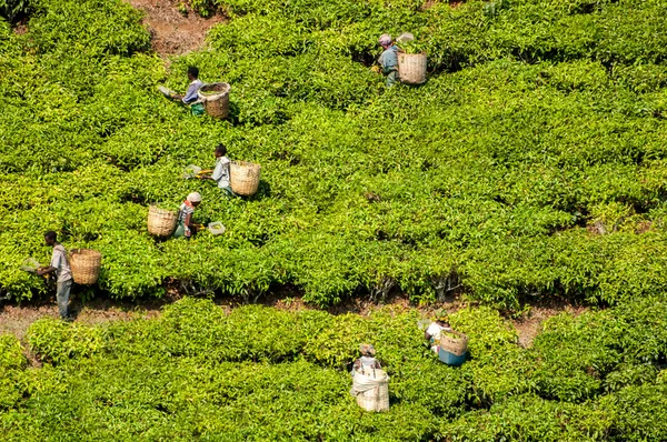 Colheita de chá — Fotografia de Stock