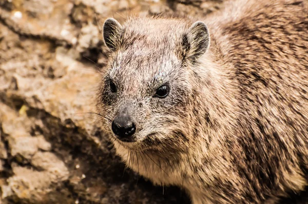 Rock Hyraxar — Stockfoto