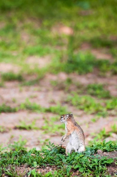 Ground Squirrel — Stock Photo, Image