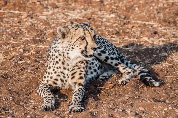 Cheetah Lying Down — Stock Photo, Image