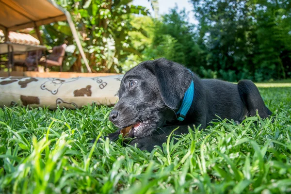 Labrador štěně žvýkání — Stock fotografie