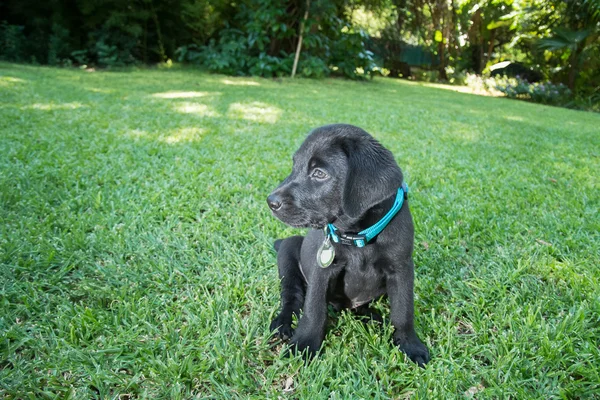 Labrador Puppy on Lawn — Stock Photo, Image