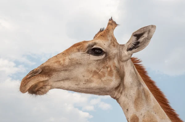 Porträtt av en giraff — Stockfoto