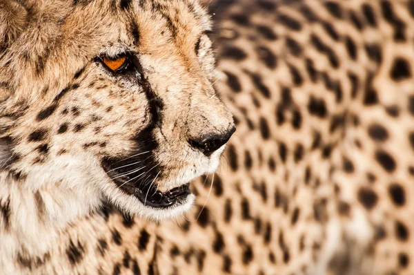Cheetah in the Veld — Stock Photo, Image