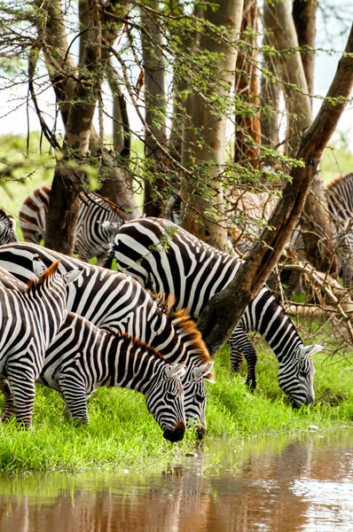 Zebras Drinking Water