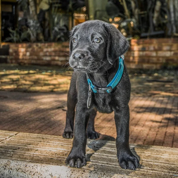 Black Labrador Puppy — Stock Photo, Image